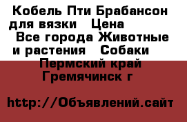 Кобель Пти Брабансон для вязки › Цена ­ 30 000 - Все города Животные и растения » Собаки   . Пермский край,Гремячинск г.